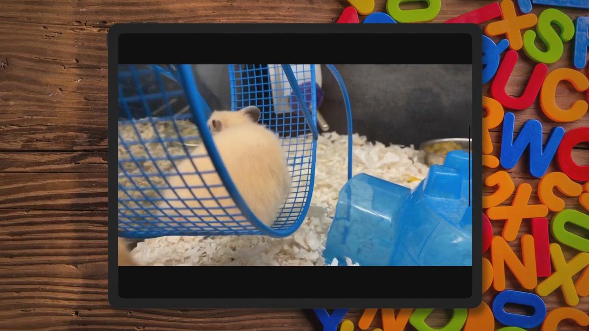 Humix video