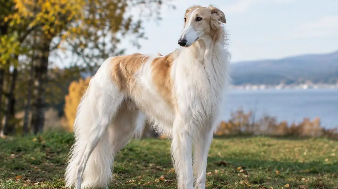 5 Most Expensive Dog Breeds In The World