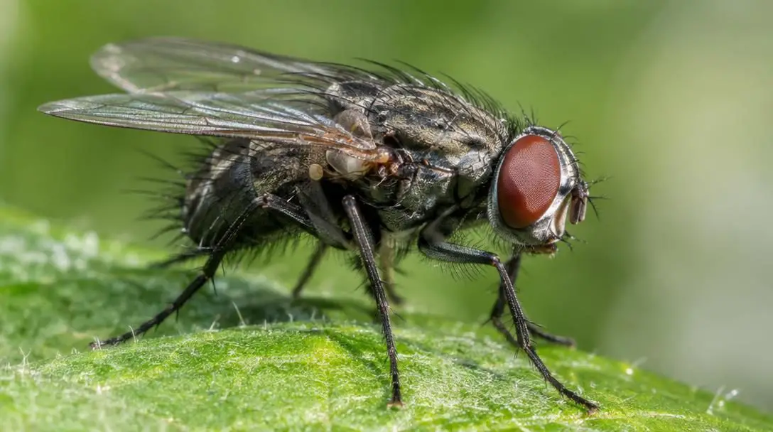 5 Pretty Gross Insect Facts