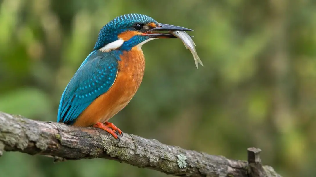 5 Unbelievable Bird Facts