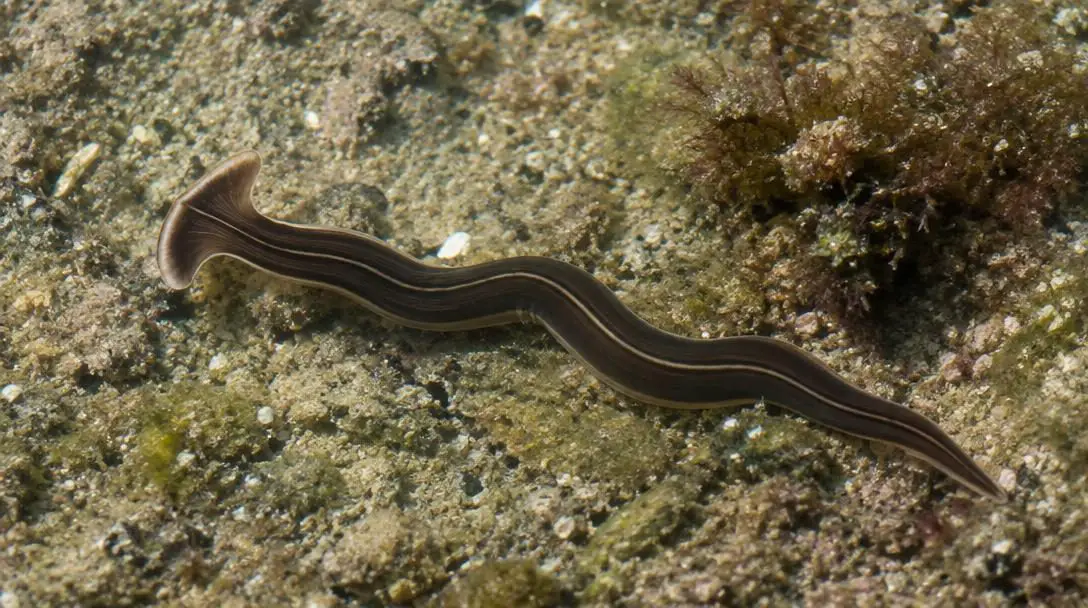 Attack of the Hammerhead Worm
