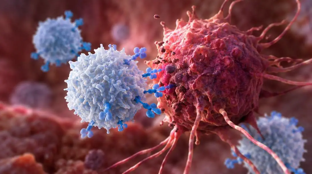 Scientists Tried Arming White Blood Cells to Battle Cancer, and It Worked