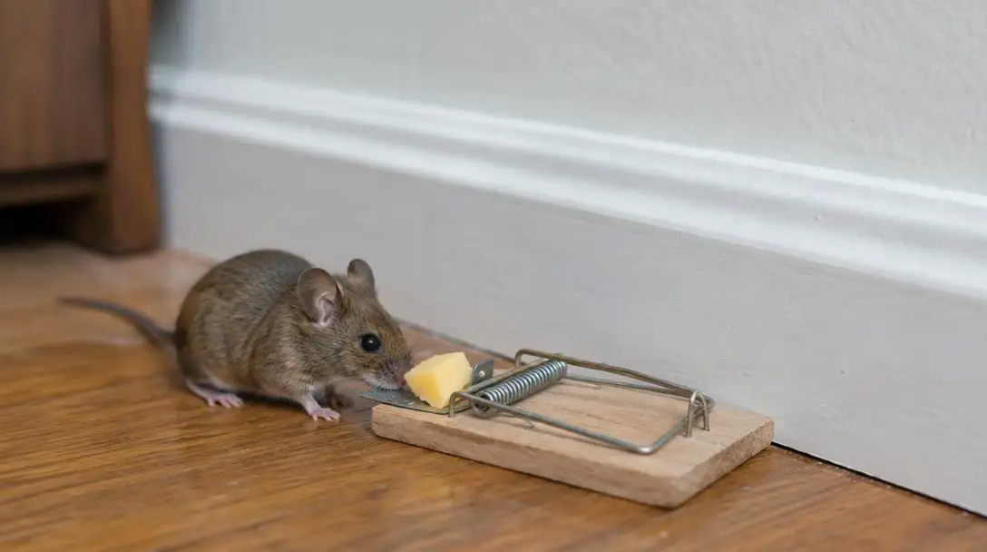 So You Have Mice – Here’s What You Need To Know