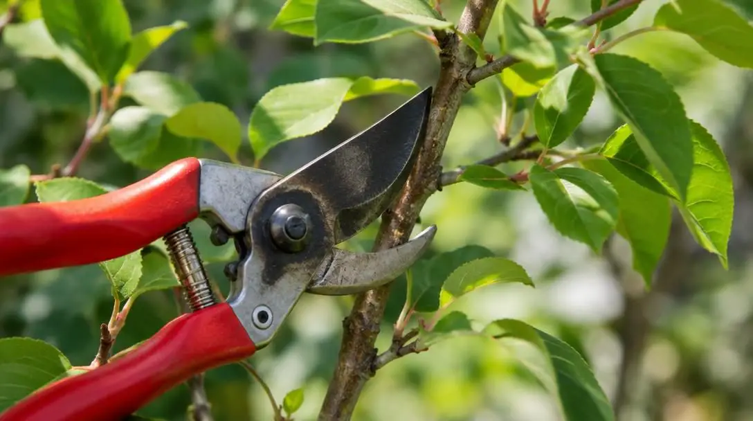 The Art of Pruning: How to Shape Your Garden’s Trees and Shrubs