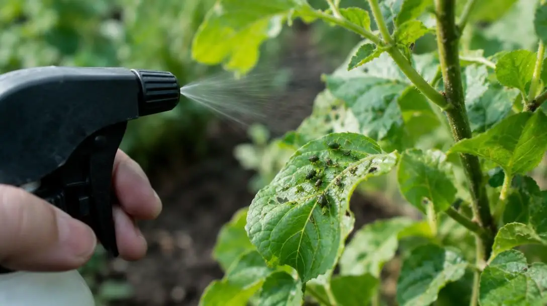 The Top 5 Garden Pests and How to Control Them Naturally
