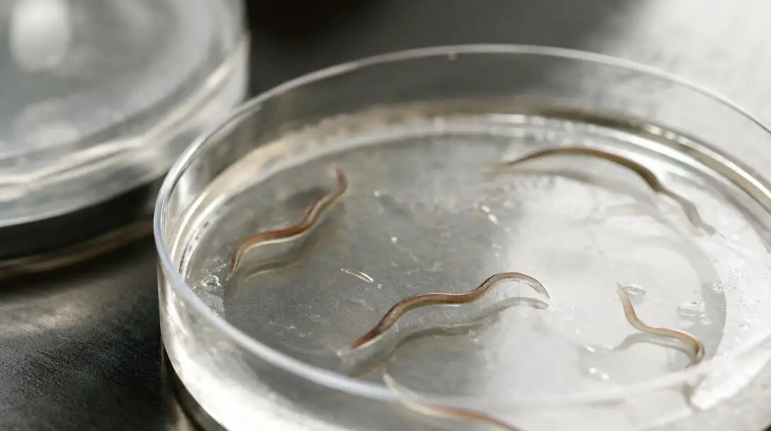 What Can Worms Teach Us About Sleep?